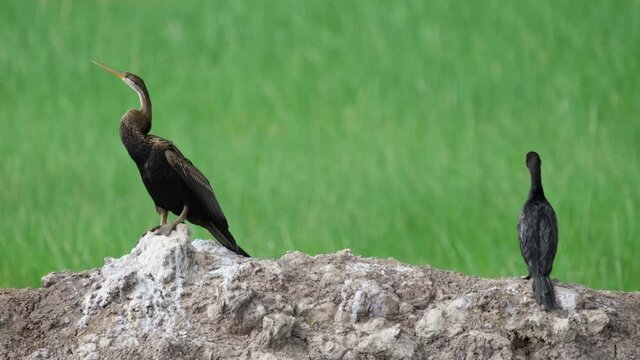 Oriental Darter Anhinga melanogaster and Little Cormorant Microcarbo, 4K Fooage; Darter facing left and looks around, Cormorant looks forward, grassland background, Nakhon Nayok, Thailand.