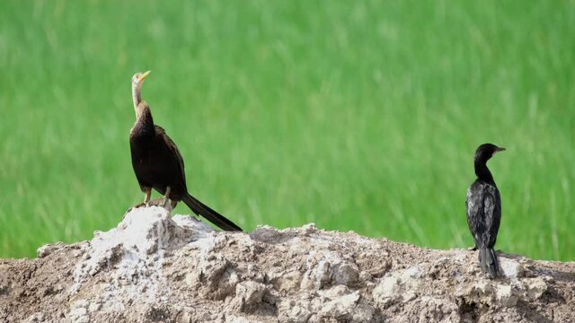 Oriental Darter Anhinga melanogaster and Little Cormorant Microcarbo, 4K Fooage; both looking to the right, Darter moves its head several times, lifted its feet to shift balance, Thailand.