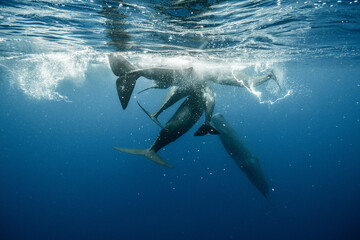 Fototapeta premium Sperm whales underwater