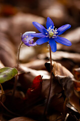 flower on the ground