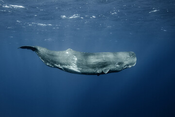 Sperm whales underwater - obrazy, fototapety, plakaty