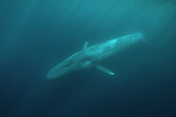 Fototapeta premium Blue whale underwater