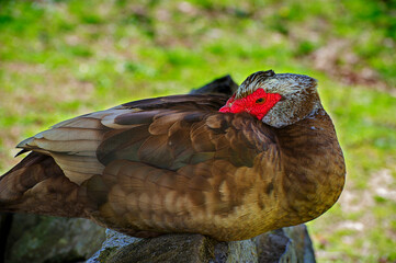 Muscovy Duck at David Crockett Brithplace State Park Limestone,Tennessee
