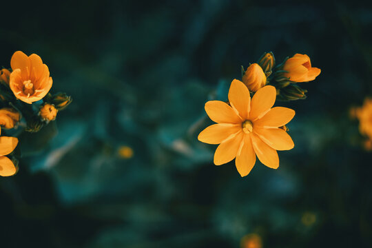 Yellow Blackstonia Perfoliata Flower