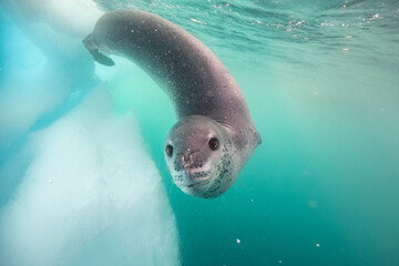 Leopard seal underwater