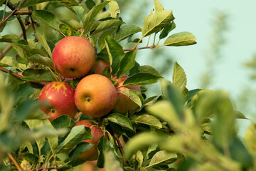 Apple tree agriculture during apple picking season