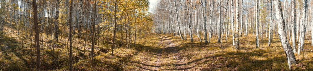 Fototapeta premium A country road runs through the forest among white birches and larch trees on a sunny autumn day.