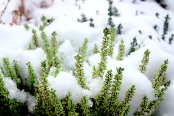 Heidekraut im Schnee	