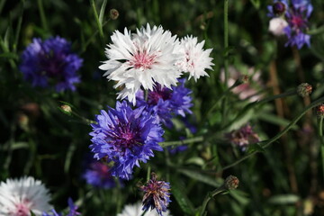 Fototapeta premium Blue and white flowers Cornflower (lat. Centauréa) against foliage on a sunny summer day.