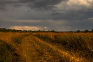 Wheat field in the morning