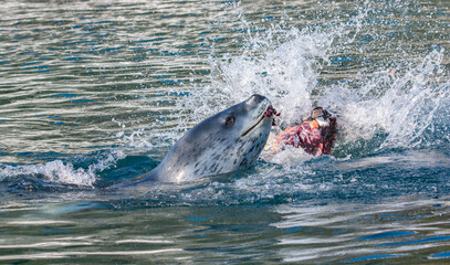Fototapeta premium Leopard seal predation on penguin
