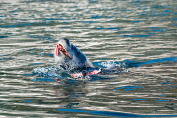 Leopard seal predation on penguin