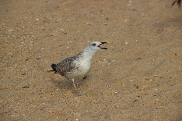The cry of a seagull in the sand