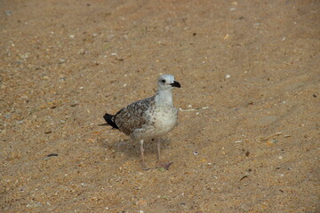 Seagull stands on the sand