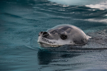 Fototapeta premium Leopard seal on the ice