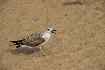 The cry of a seagull in the sand