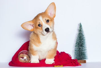 welsh corgi puppy on a red blanket in a christmas background