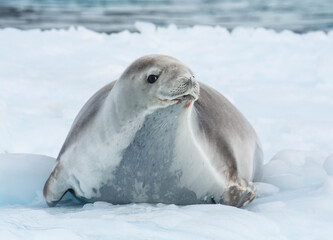Fototapeta premium Seal on the ice