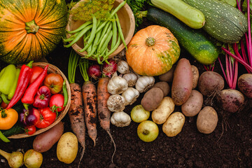 Harvest vegetables on the ground. Potatoes, carrots, beets, peppers, tomatoes, cucumbers, beans,...