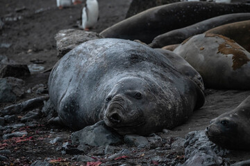 Elephant seals