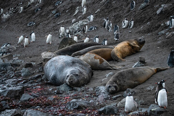 Elephant seals