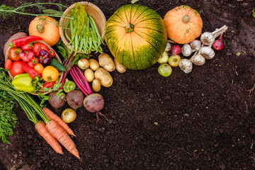 Harvest vegetables on the ground. Potatoes, carrots, beets, peppers, tomatoes, cucumbers, beans, pumpkin, onions and garlic. Autumn harvest farmers