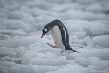 Fototapeta premium Penguins in Antarctica