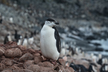 Penguins in Antarctica