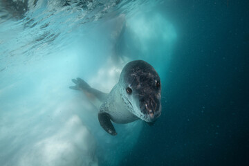 Fototapeta premium Leoapard seal underwater in Antarctica