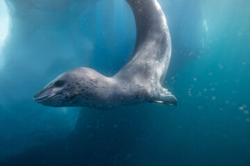 Obraz premium Leopard seal underwater in Antarctica