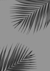 Palm leaf on gray color background.