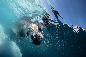Leoapard seal underwater in Antarctica