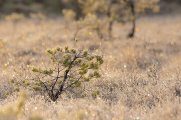 Fototapeta premium Pinetree in a bog.