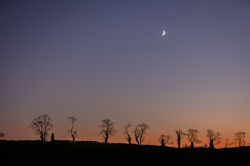 Fototapeta na wymiar Crescent Moon above silhouetted tree-line