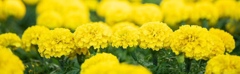 Closeup of nature yellow and orange flower on blurred background under sunlight with bokeh and copy space using as background natural plants landscape, ecology cover page concept.