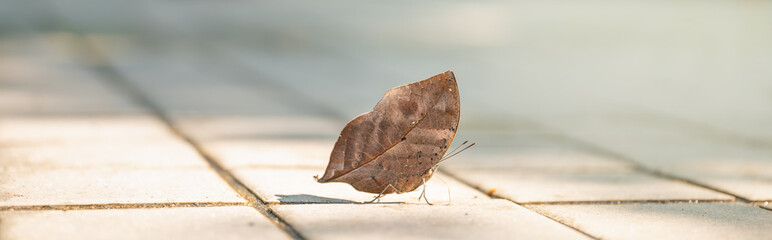 Closeup of brown Leaf Butterfly on ground using as background insect, natural landscape, ecology, fresh cover page concept.