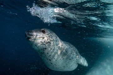 Leoapard seal underwater in Antarctica