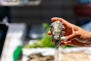 Large fresh oysters in a female hand at the fish market in Barcelona