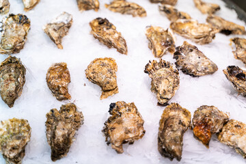 Large fresh oysters on a counter at the fish market