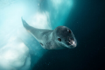 Obraz premium Leopard seal underwater in Antarctica