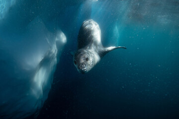 Fototapeta Leopard seal underwater in Antarctica obraz