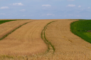 Fototapeta na wymiar fields of wheat