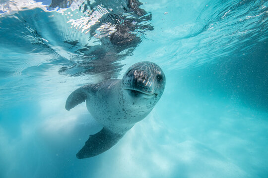 Leopard seal underwater in Antarctica