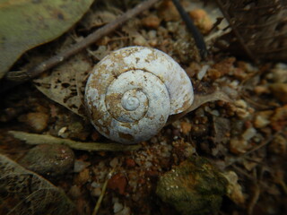 snail shell on ground