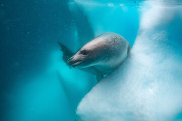 Fototapeta premium Crabeater seal underwater