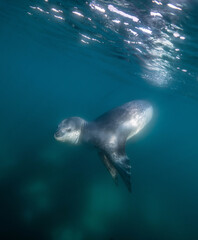 Obraz premium Leopard seal underwater