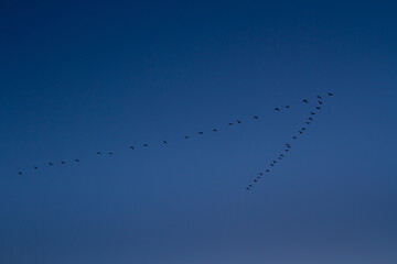 birds in key