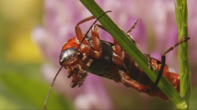 Frontal macro shot of soldier beetle Cantharis pellucida hanging from blade of grass cleaning itself after eating with a pink flower in the background in Loch Dochart, Scotland