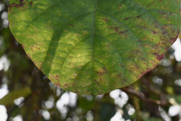 Green leaves exposed to sunlight, background blurred.

