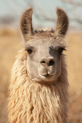 close up of a llama © Elizabeth